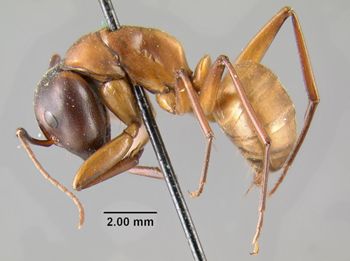 Media type: image;   Entomology 21457 Aspect: habitus lateral view